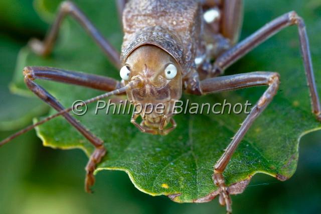 ephippiger terrestris.JPG - Ephippiger terrestris (portrait)Ephippigère terrestreOrthoptera, TettigoniidaeHaute-Garonne, France